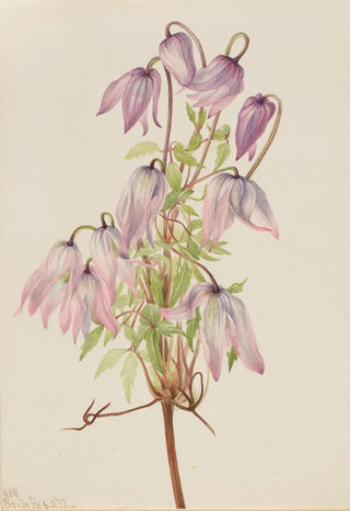 Mary Vaux Walcott - Jicarilla Clematis pseudoalpina.webp