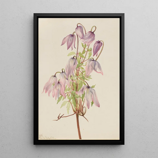 Mary Vaux Walcott - Jicarilla Clematis pseudoalpina.webp