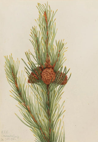 Mary Vaux Walcott - Lodgepole Pine Pinus Contorta murrayana.webp