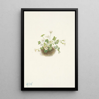 Mary Vaux Walcott - Mistmaiden Romanzoffia sitchensis.webp