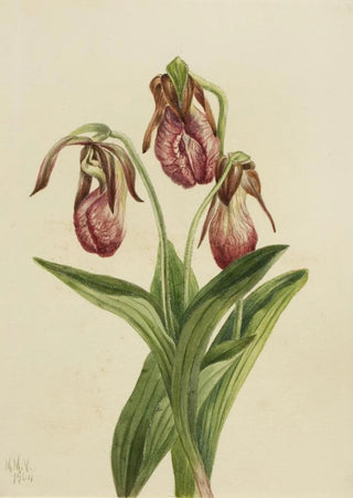 Mary Vaux Walcott - Moccasin Flower Cypripedium acaule.webp