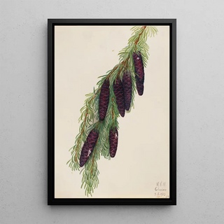 Mary Vaux Walcott - Mountain Hemlock Tsuga mertensiana.webp