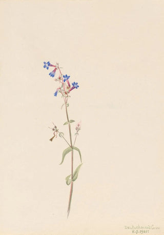 Mary Vaux Walcott - Pentstemon Pentstemon procerus.webp
