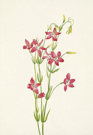 Mary Vaux Walcott - Pink Centaurium Centaurium venustum.webp