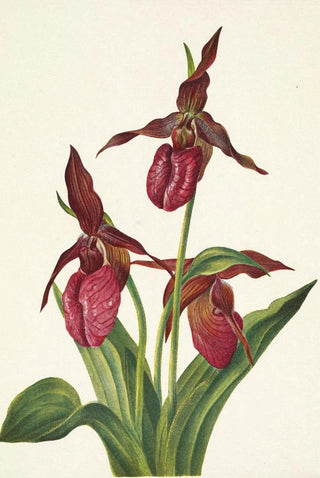 Mary Vaux Walcott - Pink Ladyslipper Cypripedium acaule.webp