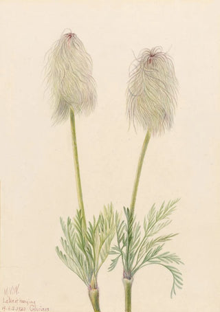 Mary Vaux Walcott - Plume Anemone Pulsatilla occidentalis.webp