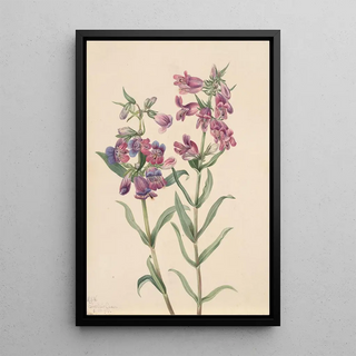 Mary Vaux Walcott - Prairie Pentstemon Pentstemon erianthera.webp