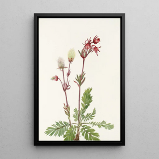 Mary Vaux Walcott - Prairiesmoke Sieversia ciliata (Case Conflict).webp