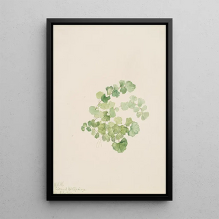 Mary Vaux Walcott - Puccoon Lithospermum ruderale.webp