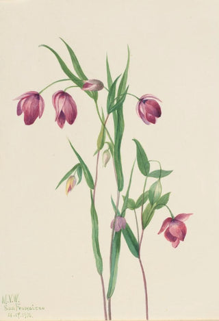 Mary Vaux Walcott - Purple Fairy Lantern Calochortus anoenum.webp