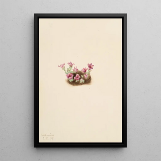 Mary Vaux Walcott - Purple Saxifrage Saxifrage oppositifolia.webp