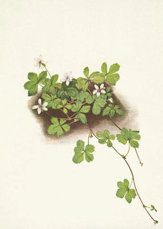 Mary Vaux Walcott - Red Dewberry Rubus pedatus.webp