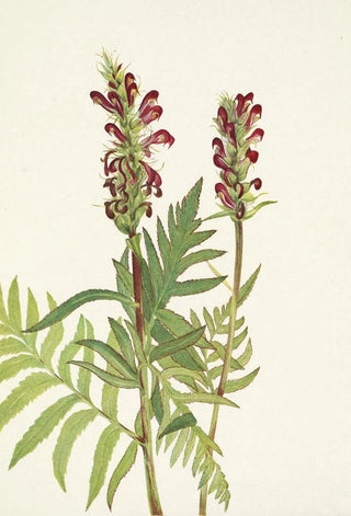 Mary Vaux Walcott - Redhelmet Pedicularis bracteosa (Case Conflict).webp