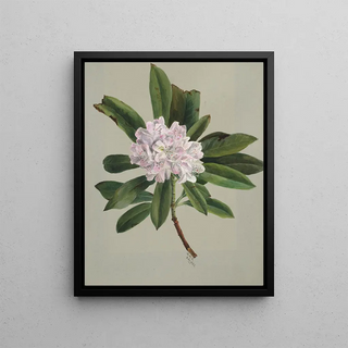 Mary Vaux Walcott - Rhododendron Rhododendron maximum.webp