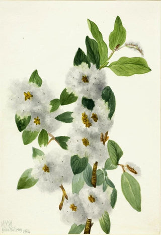 Mary Vaux Walcott - Rock Willow Salix vestita.webp