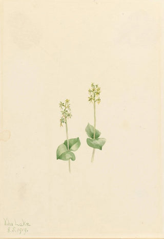 Mary Vaux Walcott - Rocky Mountain Twayblade Ophrys necrophylla.webp