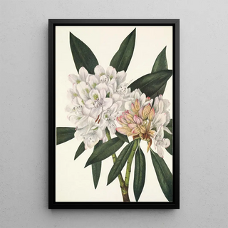 Mary Vaux Walcott - Rosebay Rhododendron Rhododendron maximum.webp