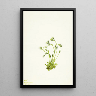 Mary Vaux Walcott - Saxifrage Saxifraga caespitosa.webp