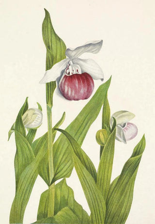 Mary Vaux Walcott - Showy Ladyslipper Cypripedium reginae.webp