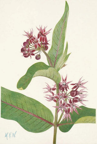 Mary Vaux Walcott - Showy Milkweed Asclepias speciosa.webp