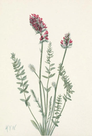 Mary Vaux Walcott - Showy Oxytrope Oxy tropis splendens.webp