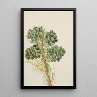 Mary Vaux Walcott - SingleLeaf Pine Pinus monophylla.webp