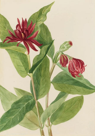 Mary Vaux Walcott - Spicebush Calycanthus occidentalis.webp