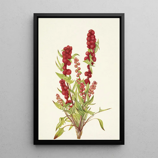 Mary Vaux Walcott - Strawberryblite Chenopodium capitatum (Case Conflict).webp