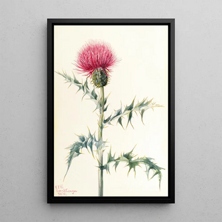 Mary Vaux Walcott - Thistle Cirsium arizonica.webp