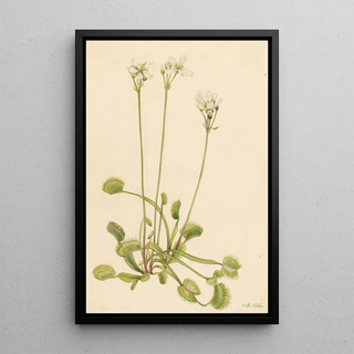 Mary Vaux Walcott - Venus Flytrap Dionaea muscipula.webp