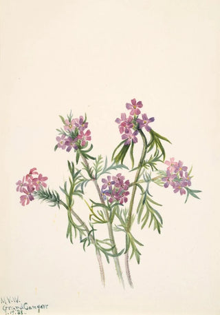 Mary Vaux Walcott - Vervain Verbena wrightii.webp