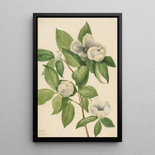 Mary Vaux Walcott - Virginia Stewartia Stewartia malachodendron.webp