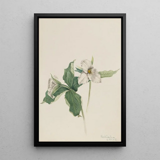 Mary Vaux Walcott - WakeRobin Trillium grandiflorum.webp