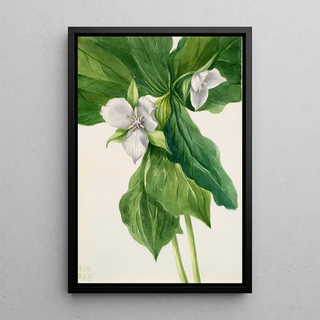 Mary Vaux Walcott - WakeRobin Trillium simile.webp