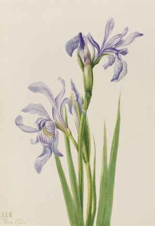 Mary Vaux Walcott - Western Blue Flag Iris missouriensis.webp