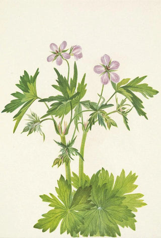 Mary Vaux Walcott - Western Cranesbill Geranium viscosissimum.webp