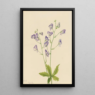 Mary Vaux Walcott - Western Monkshood Aconitum columbianum.webp