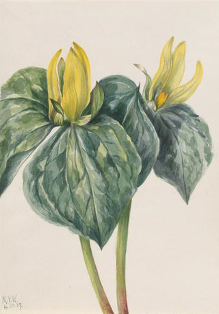 Mary Vaux Walcott - Whippoorwill Flower Trillium hugeri.webp