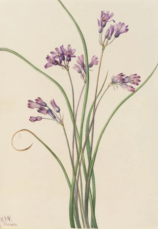 Mary Vaux Walcott - Wild Hyacinth Brodiaea pulchella.webp