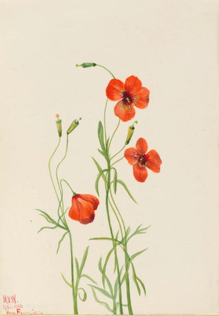Mary Vaux Walcott - Wind Poppy Stylomecon heterophylla.webp
