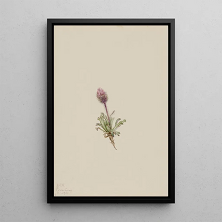 Mary Vaux Walcott - Woolly Fleabane Erigeron lanatus.webp
