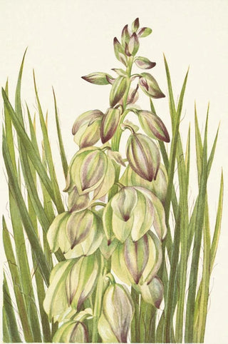 Mary Vaux Walcott - Yucca Yucca baileyi.webp