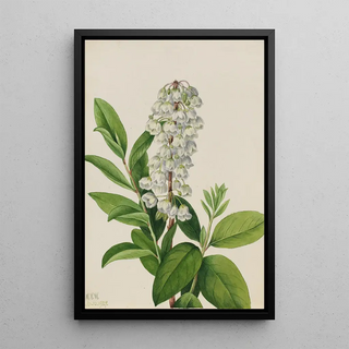 Mary Vaux Walcott - Zenobia Zenobia cassinifolia.webp