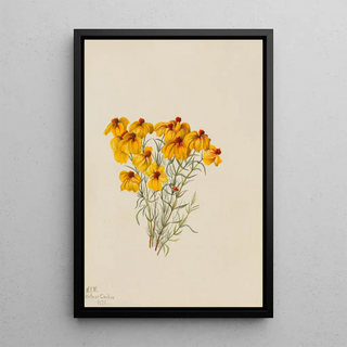 Mary Vaux Walcott - Zinnia Zinnia grandiflora.webp