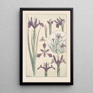 Maurice Pillard Verneuil - Iris.webp