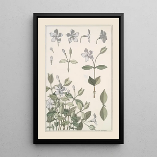 Maurice Pillard Verneuil - Pervenche.webp