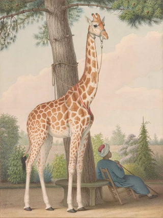 Nicolas Huet The Younger - Study of the Giraffe Given to Charles X by the Viceroy of Egypt.webp