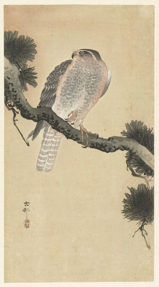 Ohara Koson - Hawk on pine branch.webp