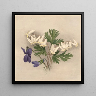 Pantalons de Hollandais Bikukulla cucullaria - Mary Vaux Walcott