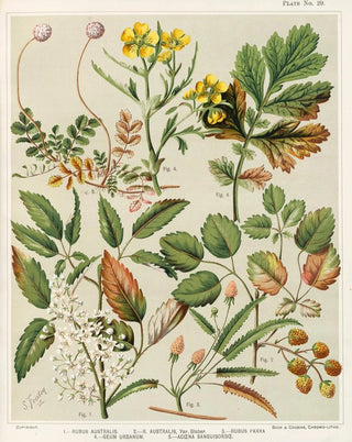 Sarah Featon - 1 Rubus australis 2 R aaustralis var glaber 3 Rubus parva 4 Geum urbanum 5 Acaena sanguisorbce Plate 29.webp
